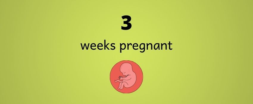 3 Week Pregnancy